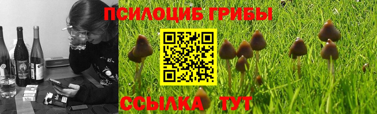 Жуковский  магазин    Галлюциногенные грибы Psilocybine cubensis  Вход с VPN  Псилоцибиновые грибы прущие грибы 